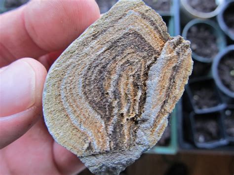 Found In Maine - Fossil ID - The Fossil Forum