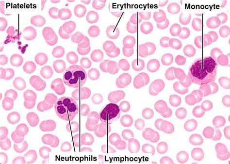 17 Best images about microscope slides on Pinterest | Red blood cells, Blood cells and Adipose ...