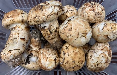 Fresh pine mushrooms (Matsutake) now available in GTA! Only from Natur ...