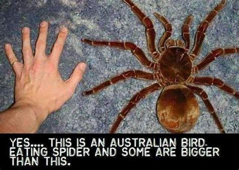 Australian Bird Eating Spider ..... Click TWICE to see Full Size Pic ...