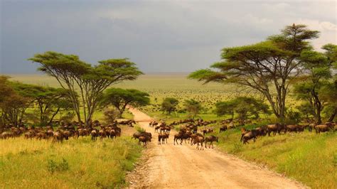 South Africa Grasslands Map