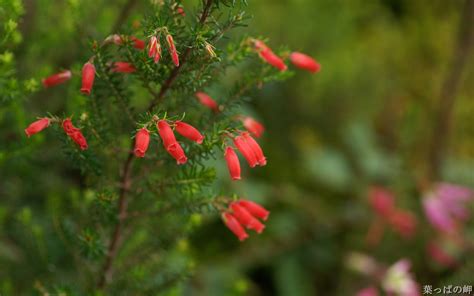 Red Erica mammosa Flowers-HD Erica Flower Picture 01 Preview ...