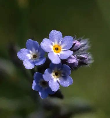 Alaska State Flower | Alpine Forget-Me-Not