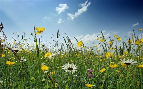 Summer Wildflowers Wallpapers - Wallpaper Cave