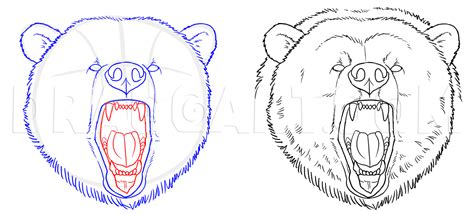 How To Draw Grizzly Bears, Step by Step, Drawing Guide, by makangeni ...