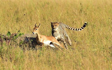 A Cheetah Chases Down Its Prey Photograph by Cavan Images - Fine Art America