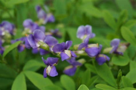 Photo #49488 | Baptisia australis | plant lust