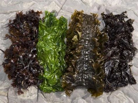 Seaweed Benefits and Side Effects When You Eat Them - Fresh Seaweed ...