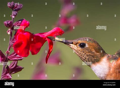 Allen's hummingbird feeding and pollinating flowers Stock Photo - Alamy