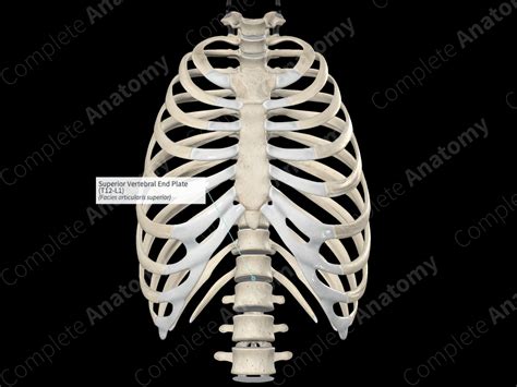 Superior Vertebral End Plate (T12-L1) | Complete Anatomy