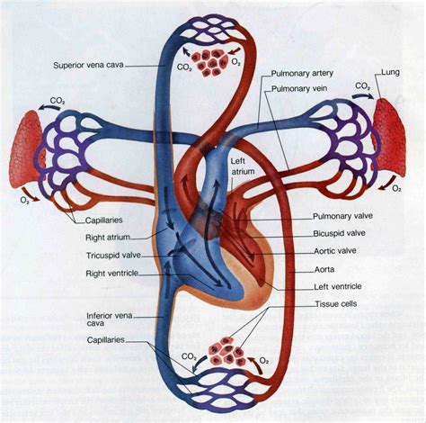 Coronary Circulation Pathway | Showing pulmonary and systemic Capillaries and Lymph capillaries ...