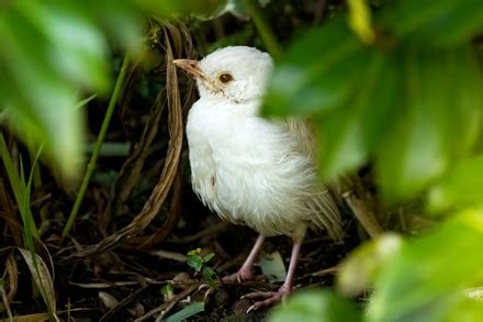 Rare Albino Blackbird Chick Spotted Within Editorial Stock Photo - Stock Image | Shutterstock