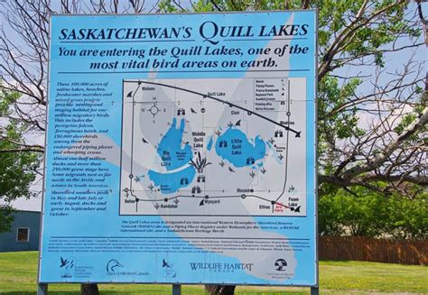 A Trip to the Quill Lakes, Saskatchewan - A World-class Birding Area