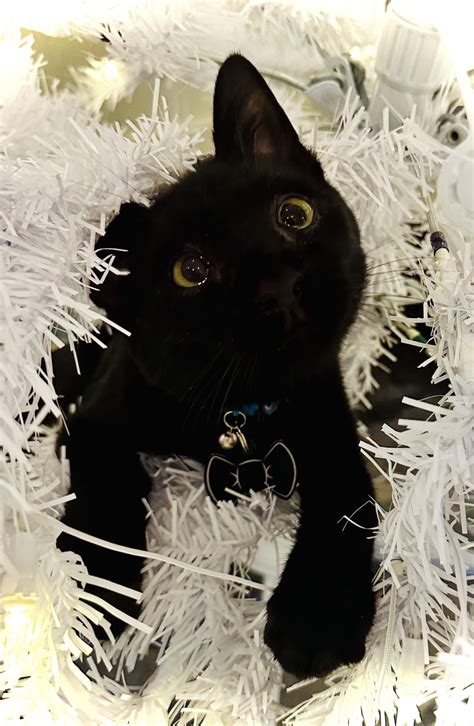 Toothless discovering a Christmas tree! : r/CatsNamedToothless