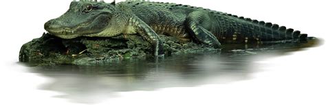 Top Rated Louisiana Swamp Tour Deals | SwampTours.com