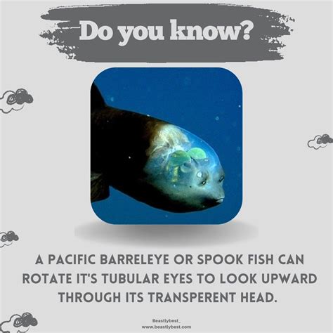 Pacific Barreleye Fish: Fascinating Facts