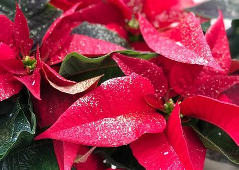 Red with Gold Glitter Poinsettia – Anderson Museum of Art