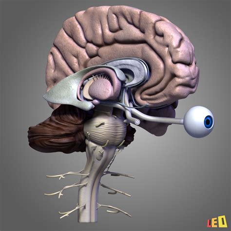 Human Brain Anatomy 3d