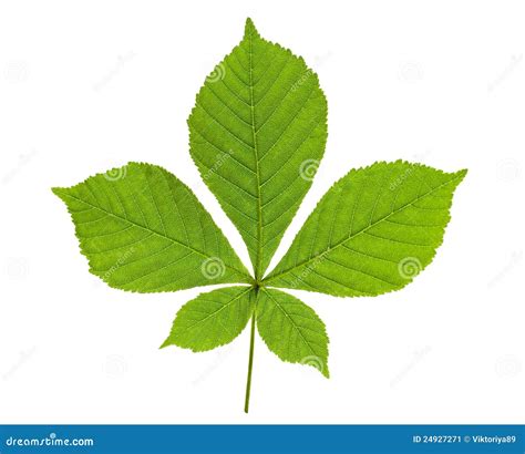 Chestnut Leaf Stock Image - Image: 24927271