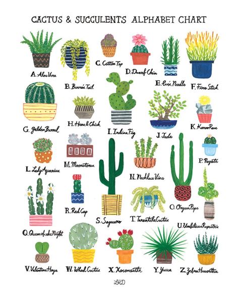 Cactus & Succulents Alphabet Chart Art Print | Etsy