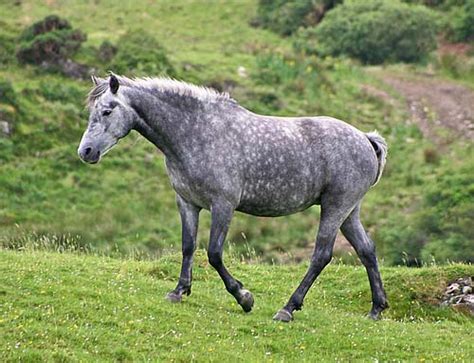 Connemara Pony | pictures and information