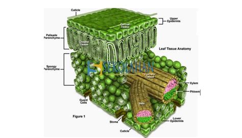 Jaringan Tumbuhan : Pengertian, Struktur, Ciri dan Fungsi Jaringan Pada ...