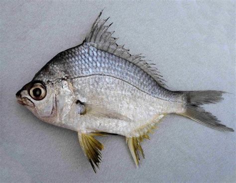 Mojarra Family Photographs, and Information – Gerreidae | Mexico – Fish, Birds, Crabs, Marine ...