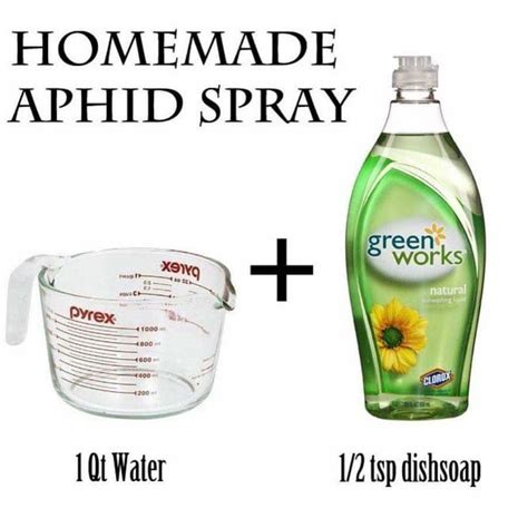 Use to get rid of Aphids. | Aphid spray, Garden pests, Organic aphid spray