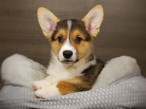 Pembroke Welsh Corgi-DOG-Female-Red White-3238848-Petland Batavia ...