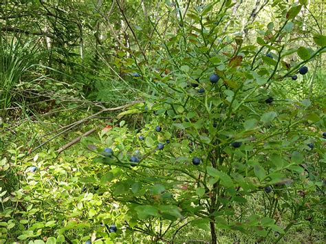 Blueberry Bush Velikodvor'Ye - Free photo on Pixabay