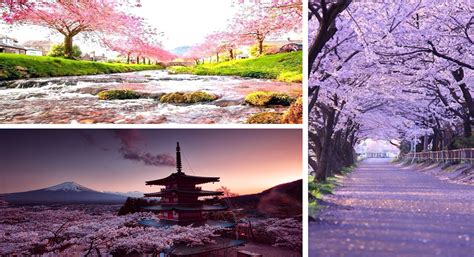 Cherry blossom Tour In Japan | HotelTravelia®