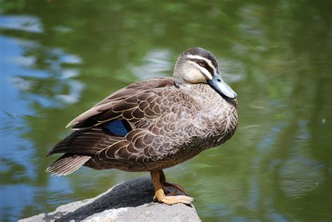 Duck On A Rock Free Stock Photo - Public Domain Pictures