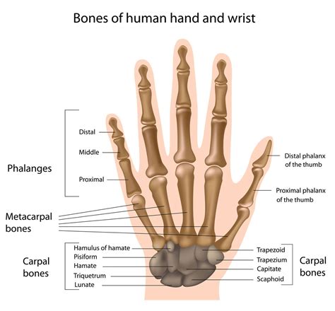 hands-and-wrist-bones