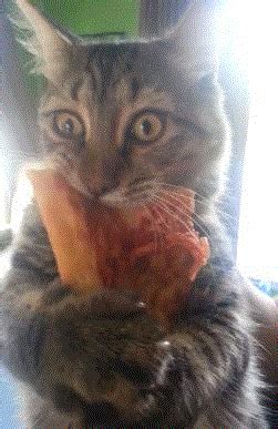 Hungry Cat GIFs - Get the best GIF on GIPHY