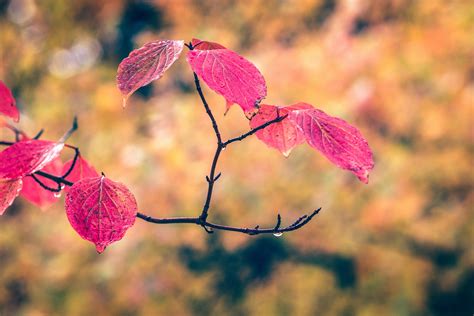 Free Images : tree, nature, branch, blossom, sunlight, leaf, flower ...