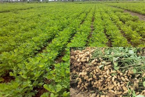 Groundnut Farming Project Report, Cost and Profit Details | Agri Farming