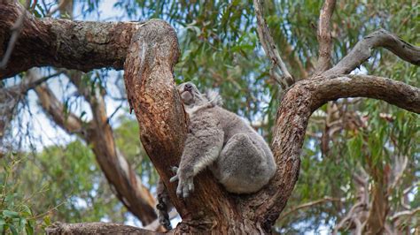 Koala Sleeping – Bing Wallpaper Download