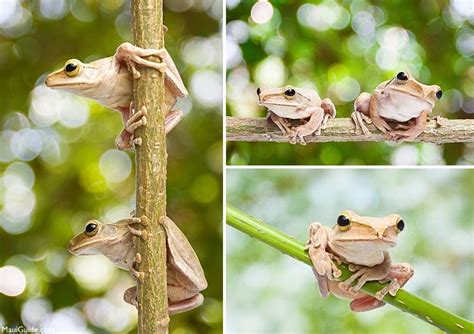 Hawaii Invasive Species - Invasive Species Across Hawaii