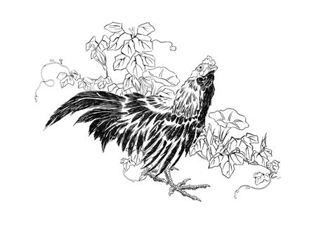 Rooster Vintage Drawing Free Stock Photo - Public Domain Pictures