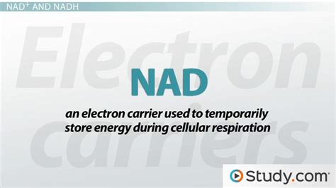 Redox Reactions & Electron Carriers in Cellular Respiration: Definitions and Examples - Video ...