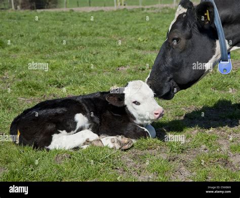 Domestic Cattle Holstein Friesian type dairy cow Hereford cross bull calf in pasture on organic ...