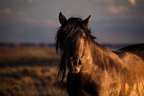 Black Mustang Horse | Wyoming | Fine Art Photos by Tamara Gooch