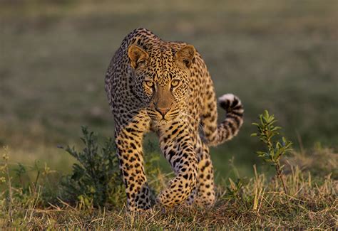 African Safari articles - Most Likely Animals You'll See in Botswana