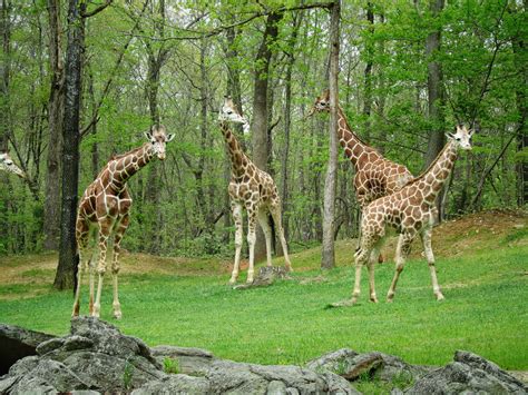 A Tower of Giraffes | I didn't know that a group of giraffes… | Flickr