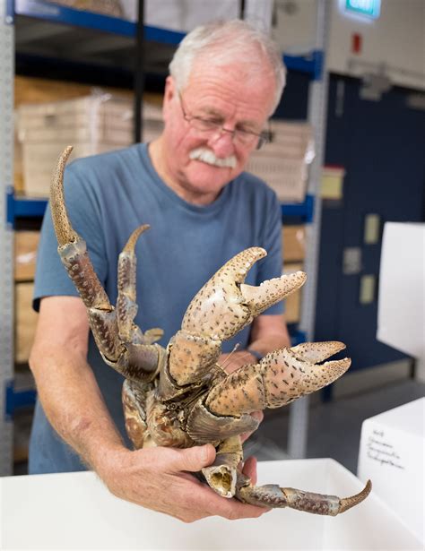 Crabzilla! Our terrifying coconut crab is watching you | Te Papa’s Blog