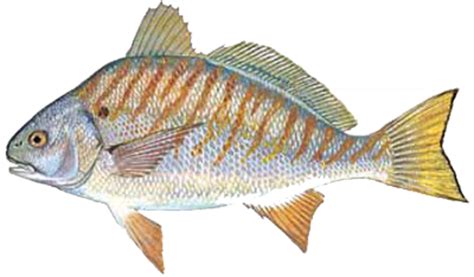 Fish Species Chart – Wilmington Fishing Charters