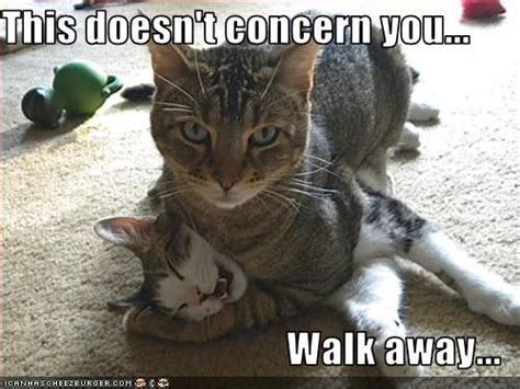 This doesn't concern you... Walk away... Funny Animal Memes, Funny ...