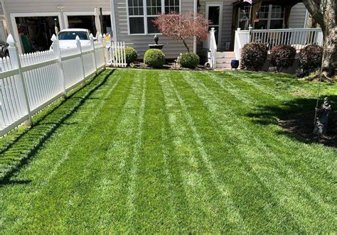 What Does A Tall Fescue Lawn Look Like: A Visual Guide | LawnHelpful.com