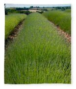 Lavender Field, Route De Manosque Photograph by Panoramic Images | Fine Art America