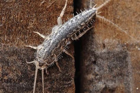 Silverfish Identification & Prevention Guide | 24H Pest Pros